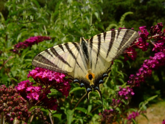 Papillon de Flambé